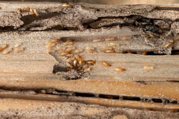 Best Mosquito Control Services  in Marysville, OH
